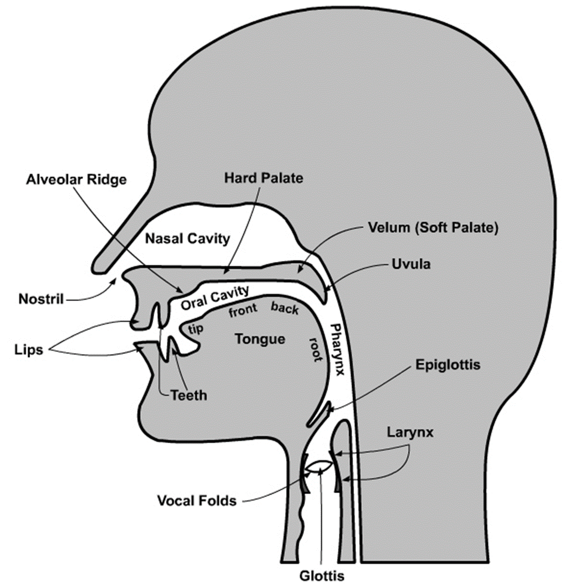 organic-production-of-speech-sounds-in-phonetics